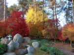 551 Morgan Road The Japanese garden in Autumn